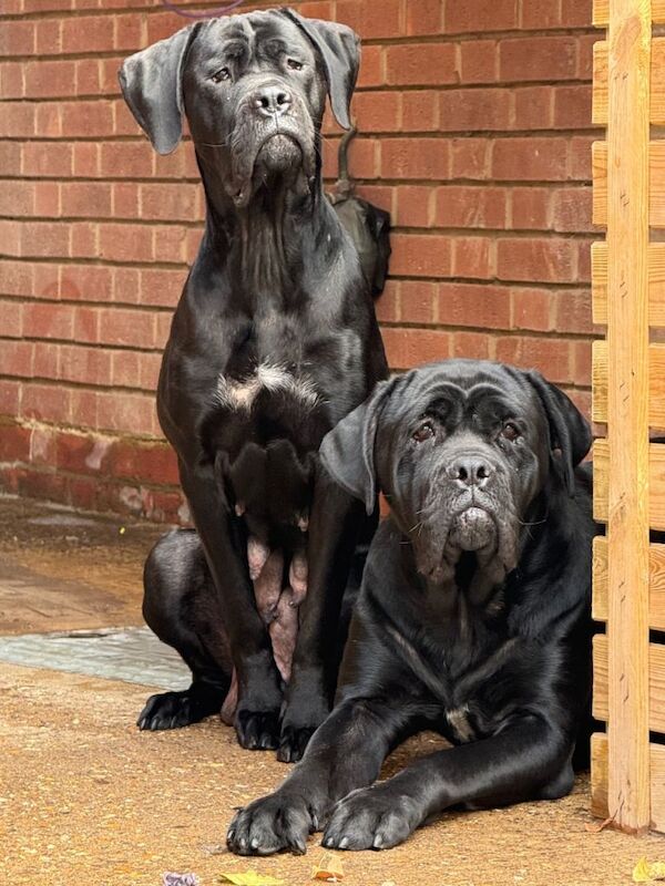 Cane Corso Puppies For Sale