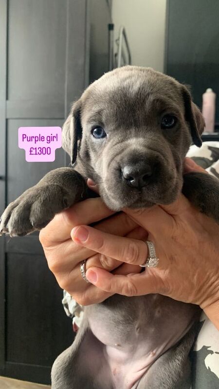 cane corso puppies 7boys 6girls for sale in Liverpool, Merseyside