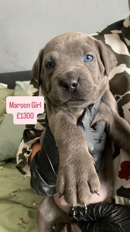 cane corso puppies 7boys 6girls for sale in Liverpool, Merseyside | Image 2