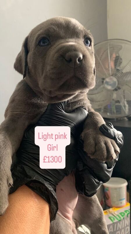 cane corso puppies 7boys 6girls for sale in Liverpool, Merseyside | Image 3