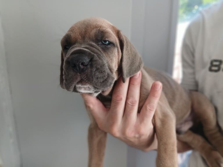 Cane Corso puppies for sale in Canterbury, Kent – 6 weeks old