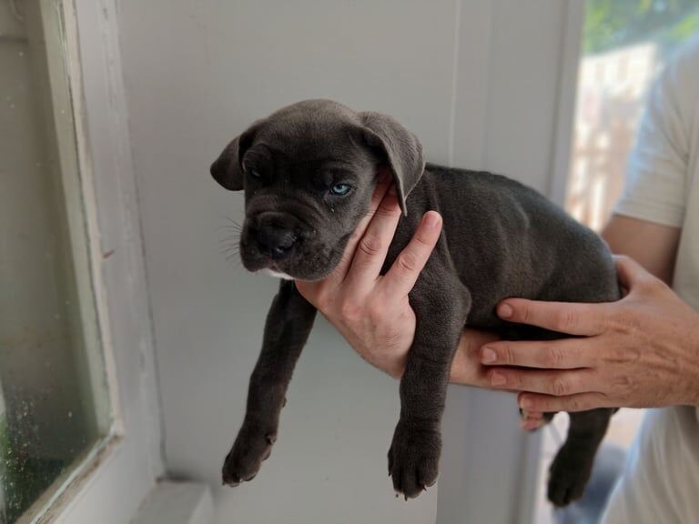 Cane Corso puppies for sale in Canterbury, Kent – 6 weeks old - Image 2 of 3