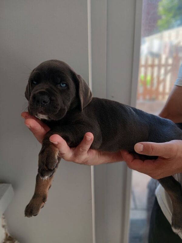 Cane Corso puppies for sale in Canterbury, Kent – 6 weeks old - Image 3 of 3