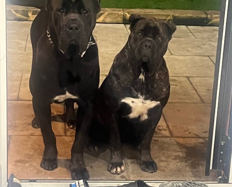 Cane Corso puppies for sale in Great Barr, West Midlands – 9 weeks old