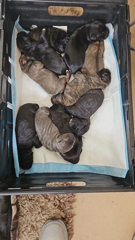 Cane Corso puppies for sale in Great Barr, West Midlands – 9 weeks old - Image 2 of 3