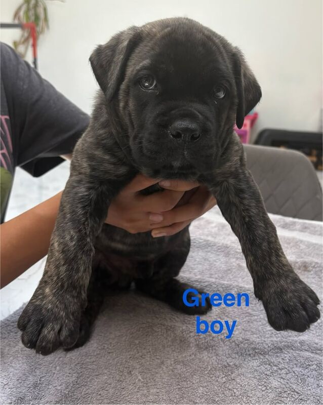 Cane Corso puppies for sale in Great Barr, West Midlands – 9 weeks old - Image 3 of 3