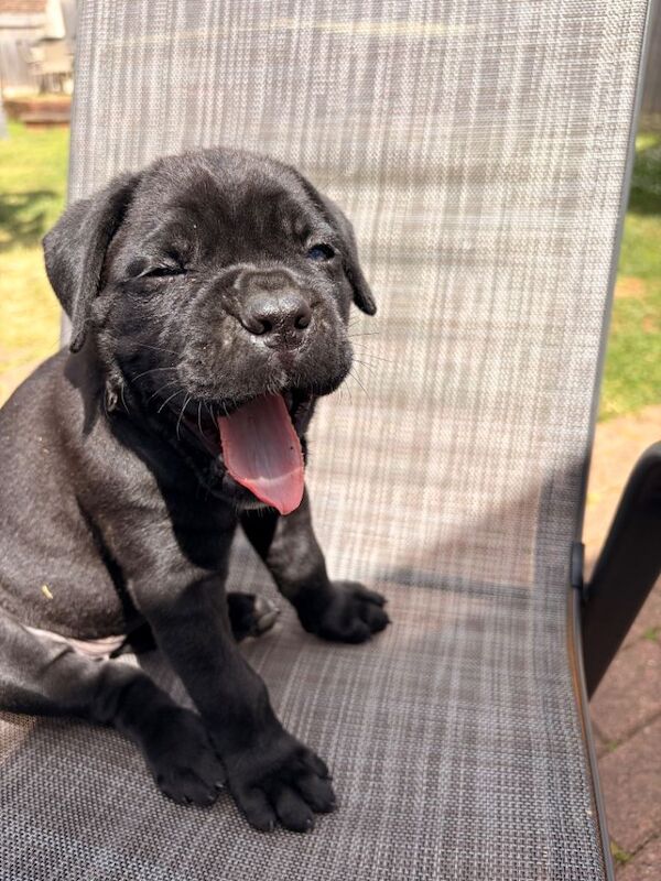 Cane Corso puppies for sale
