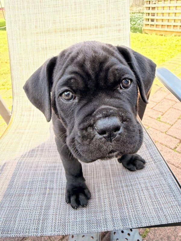 Cane Corso puppies for sale - Image 2 of 4