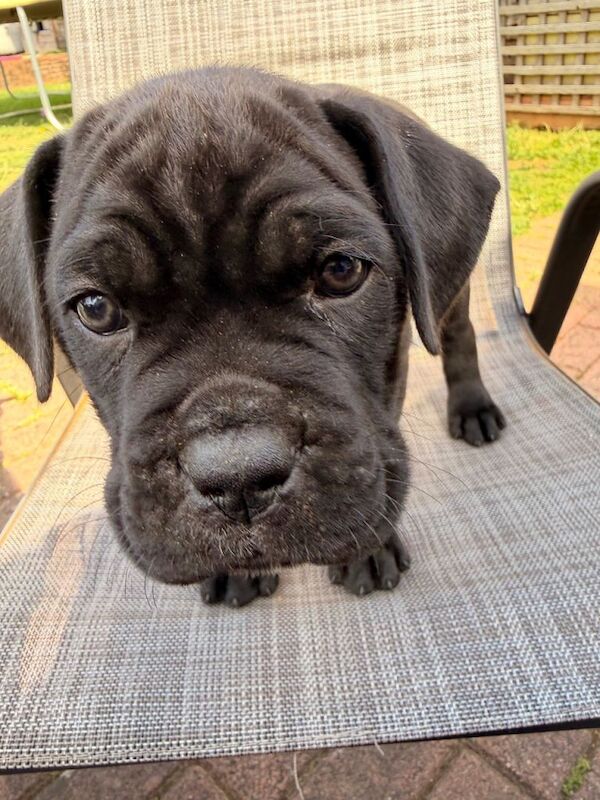 Cane Corso puppies for sale - Image 3 of 4