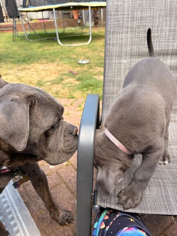 Cane Corso puppies for sale - Image 4 of 4