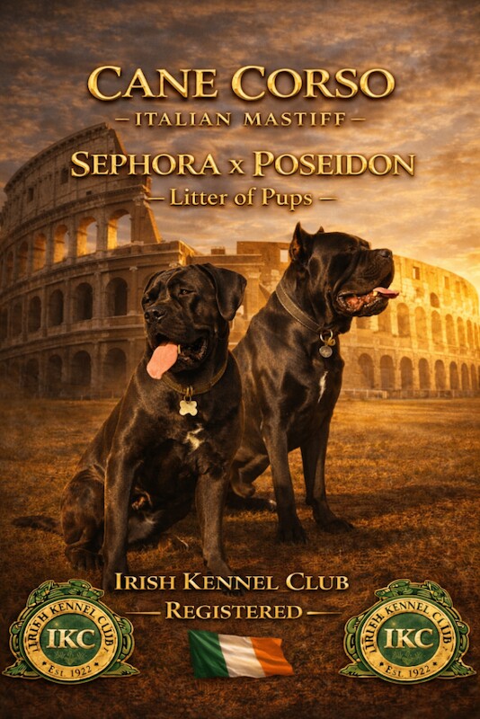 Cane Corso Puppies For Sale