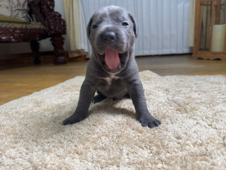 Cane Corso Puppies - Irish Kennel Club Registered - Image 2 of 6