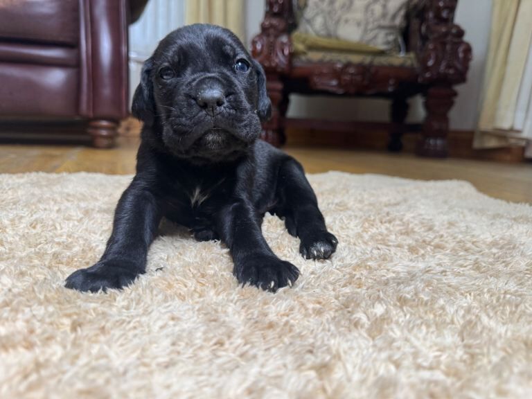 Cane Corso Puppies - Irish Kennel Club Registered - Image 3 of 6