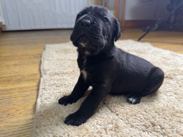 Cane Corso Puppies - Irish Kennel Club Registered - Image 4 of 6