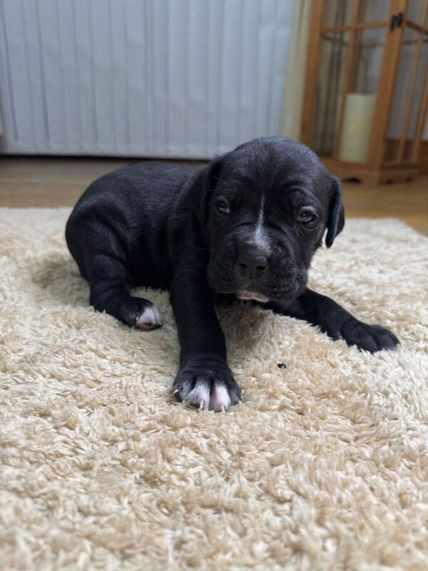 Cane Corso Puppies - Irish Kennel Club Registered - Image 5 of 6
