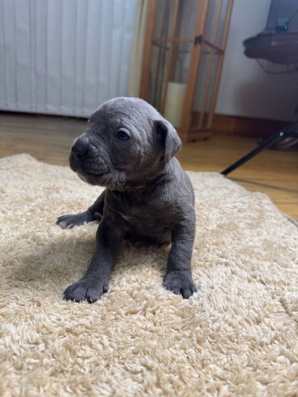 Cane Corso Puppies - Irish Kennel Club Registered - Image 6 of 6
