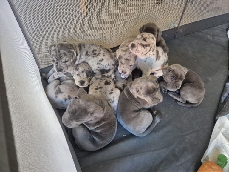 Cane Corso Puppies Merle & Blue