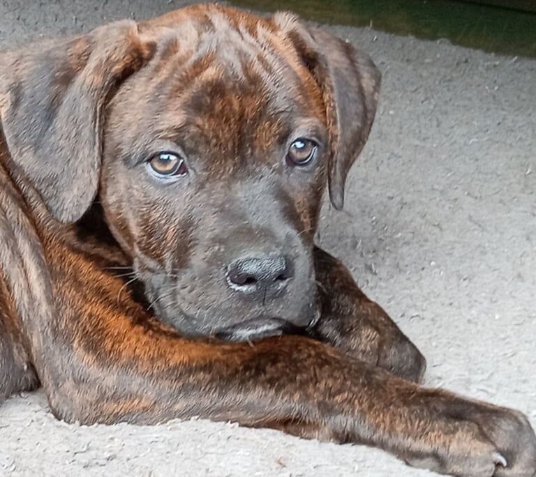 Cane Corso puppies for sale in Orpington, Greater London – 3 months old