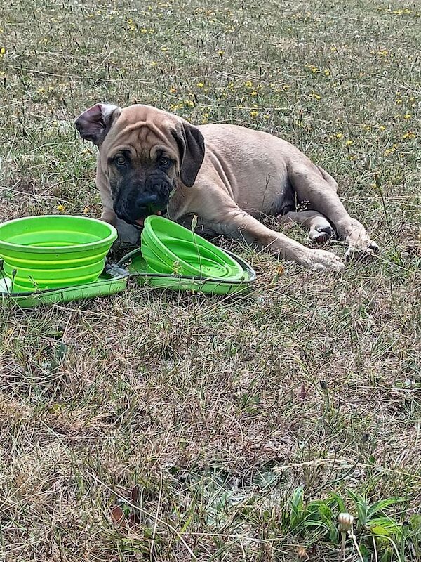 Cane Corso puppies for sale in Orpington, Greater London – 3 months old - Image 2 of 3