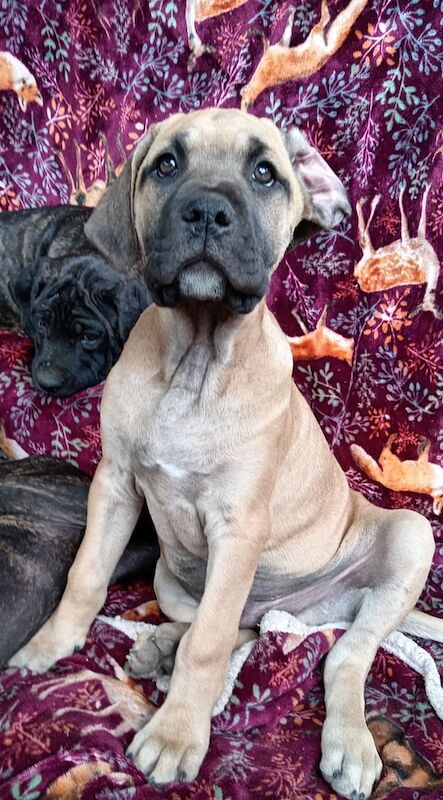 Cane Corso puppies for sale in Orpington, Greater London – 3 months old - Image 3 of 3