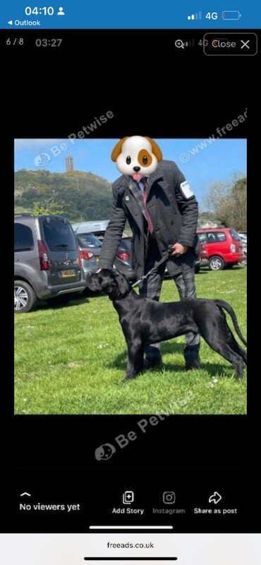 Cane Corso puppies for sale in Newcastle, County Down – KC registered, 1 week old