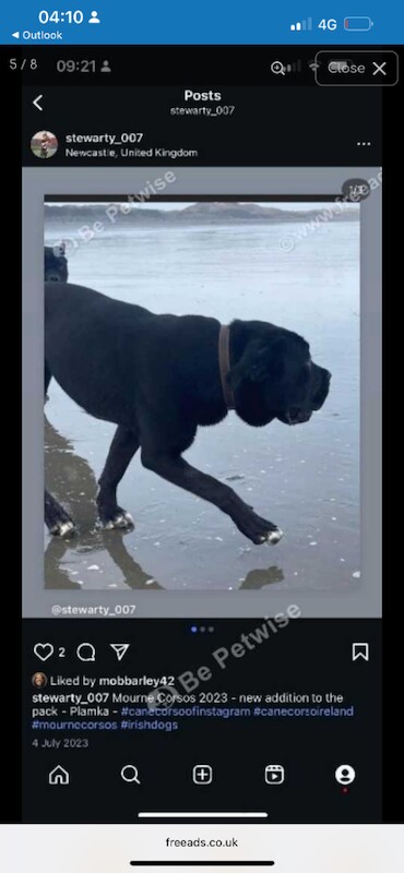 Cane Corso puppies for sale in Newcastle, County Down – KC registered, 1 week old - Image 2 of 4