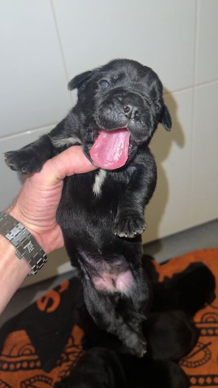 Cane Corso puppies for sale in Newcastle, County Down – KC registered, 1 week old - Image 3 of 4