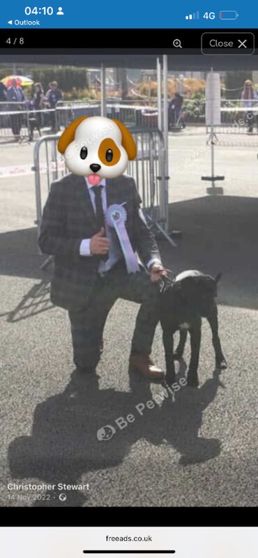 Cane Corso puppies for sale in Newcastle, County Down – KC registered, 1 week old - Image 4 of 4