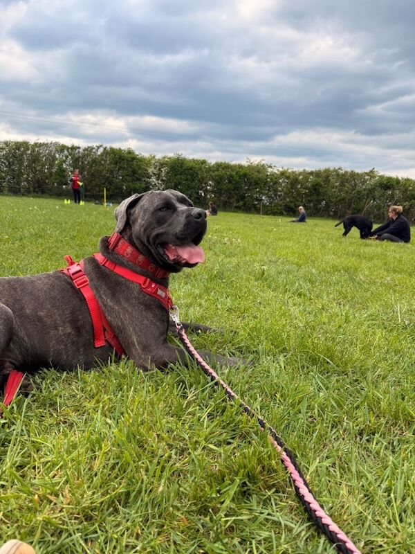 Cane corso puppies ready now! Champion titles - Image 3 of 3