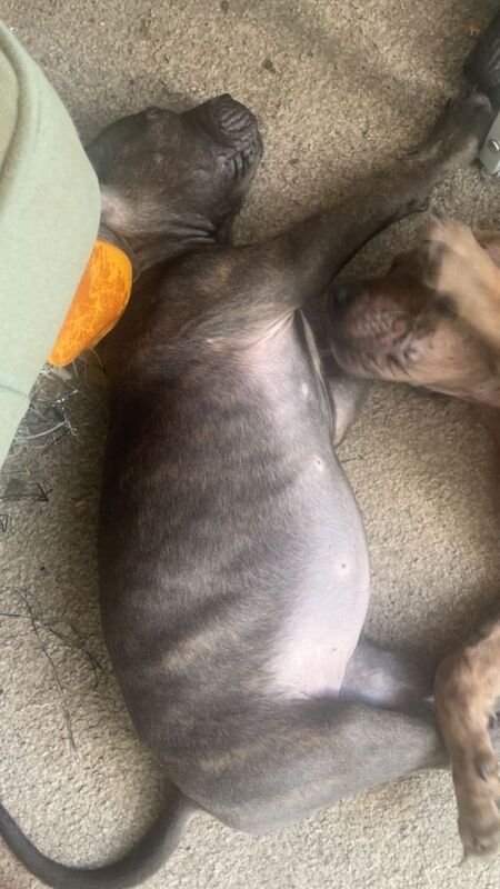 Cane corso puppies ready to be rehomed for sale in Middlesbrough, North Yorkshire
