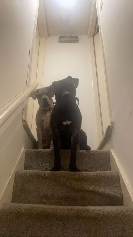 Cane corso puppies ready to be rehomed for sale in Middlesbrough, North Yorkshire - Image 2