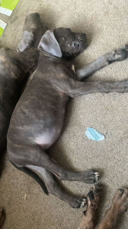 Cane corso puppies ready to be rehomed for sale in Middlesbrough, North Yorkshire - Image 3