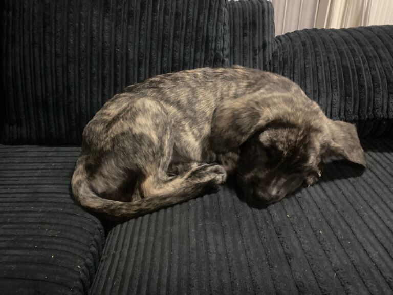 Cane corso puppies ready to go