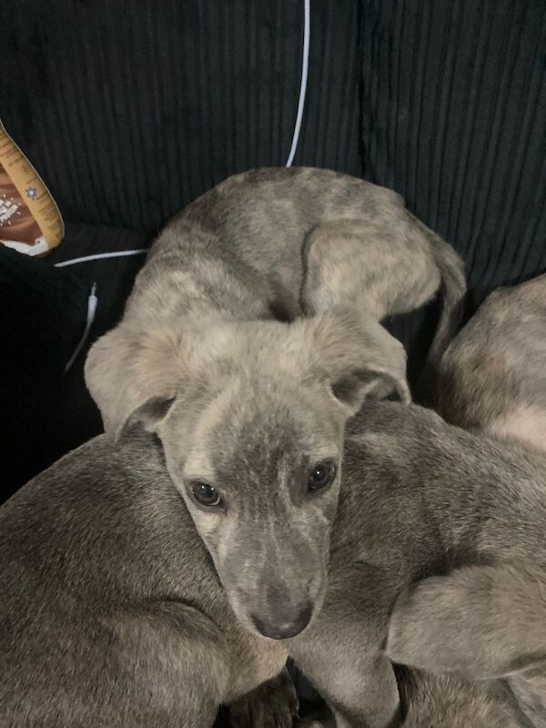 Cane corso puppies ready to go - Image 2 of 4