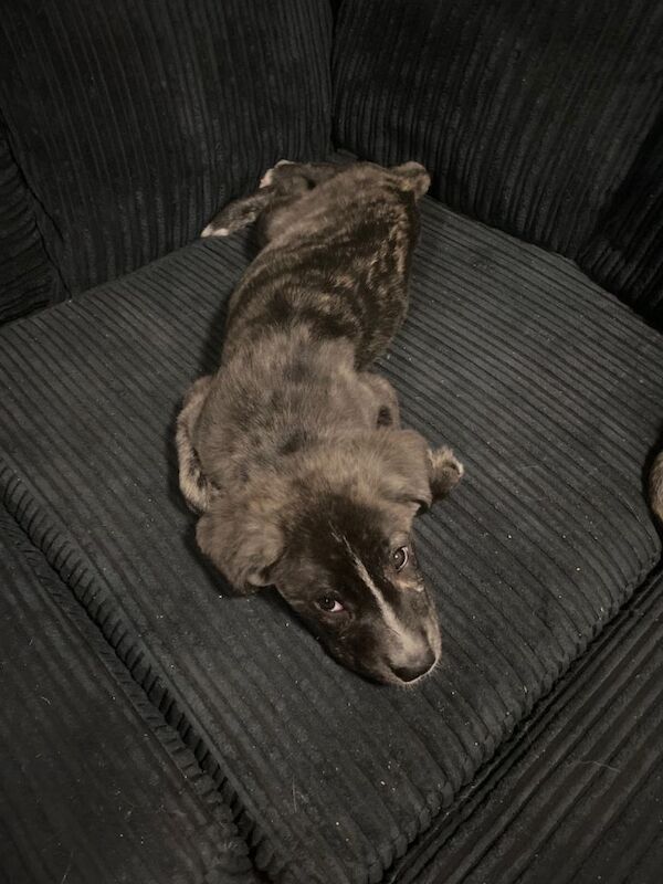 Cane corso puppies ready to go - Image 3 of 4