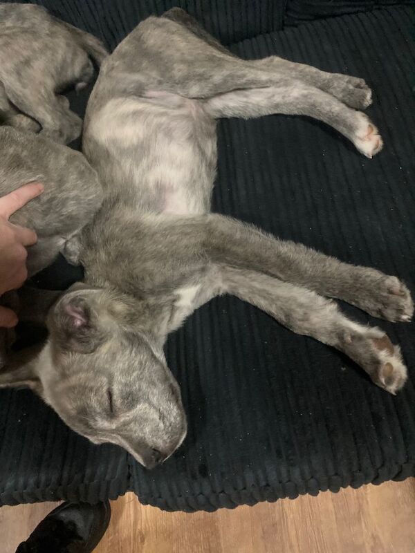 Cane corso puppies ready to go - Image 4 of 4