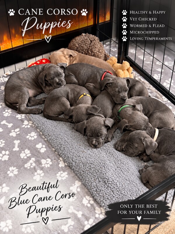 Cane corso puppies ready to leave