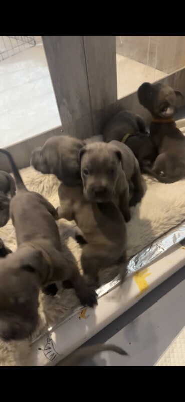Cane Corso Puppies For Sale