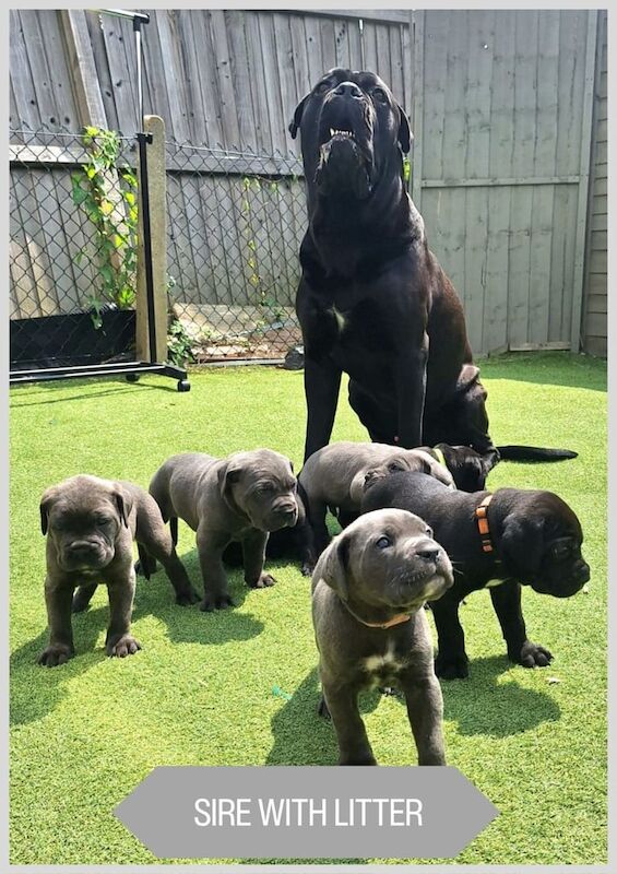 Cane Corso Puppies – Romanian Champion Bloodline for sale in Sutton, Greater London