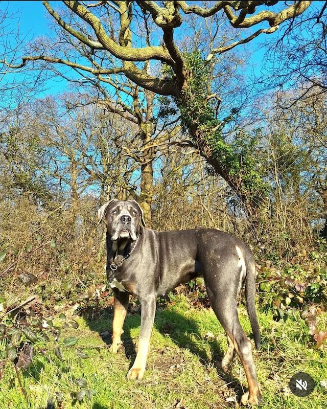 Cane Corso Puppies β Romanian Champion Bloodline - Image 2 of 3
