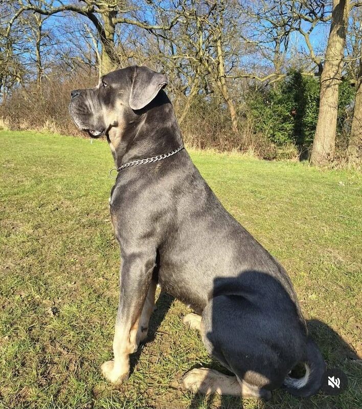 Cane Corso Puppies β Romanian Champion Bloodline - Image 3 of 3