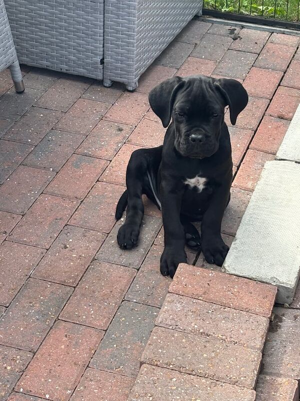 Cane Corso puppies for sale in Romford, Greater London – 11 weeks old