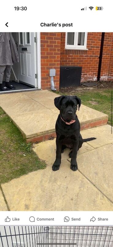 Cane Corso puppies for sale in Cliftonville, Kent – 9 months old