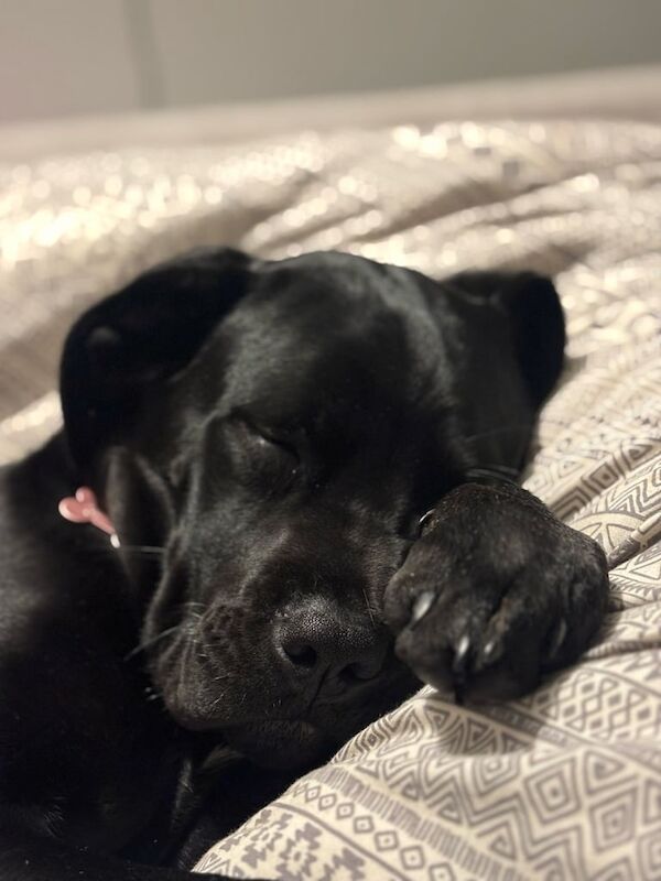 Cane Corso puppies for sale in Cliftonville, Kent – 9 months old - Image 2 of 3