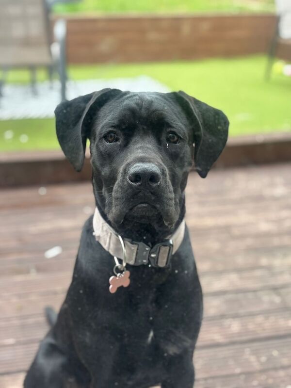 Cane Corso puppies for sale in Cliftonville, Kent – 9 months old - Image 3 of 3