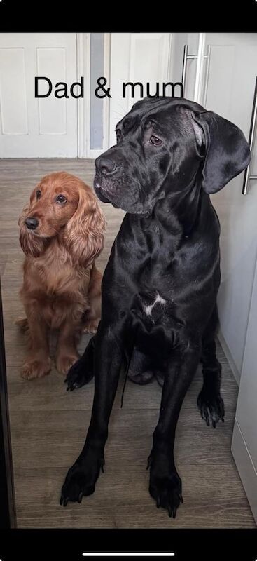 Cane Corso puppies for sale in Greenwich, Greater London – 4 weeks old