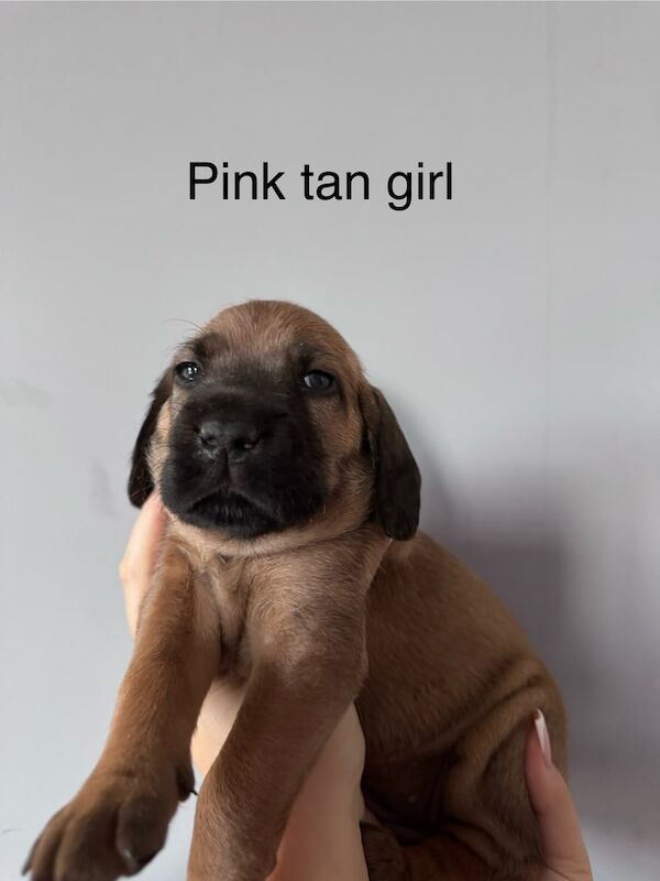 Cane Corso puppies for sale in Greenwich, Greater London – 4 weeks old - Image 2 of 3