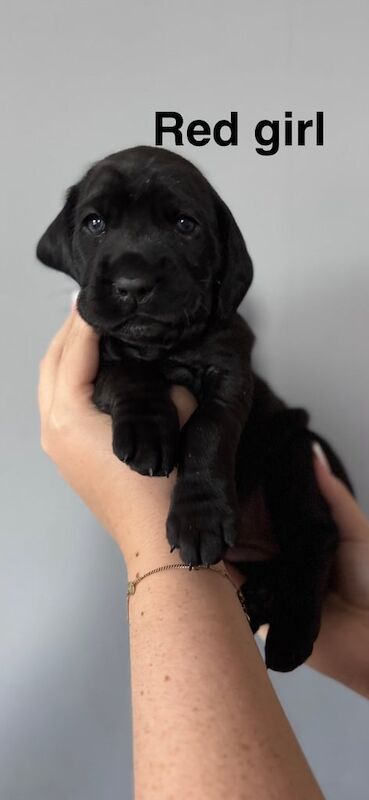 Cane Corso puppies for sale in Greenwich, Greater London – 4 weeks old - Image 3 of 3