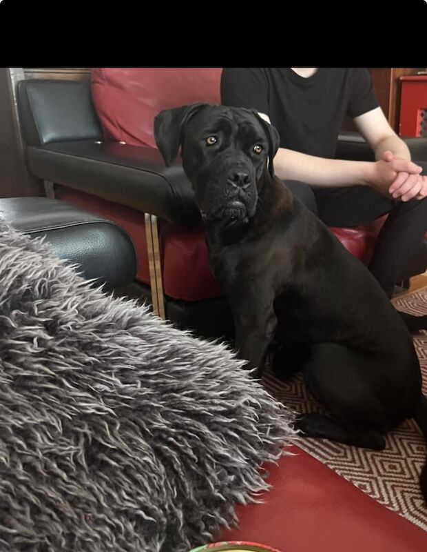 Cane Corso puppies for sale in Acocks Green, West Midlands – 1 year old