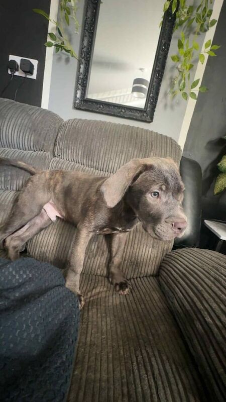 Cane Corso puppies for sale in Chapel St Leonards, Lincolnshire – 3 months old